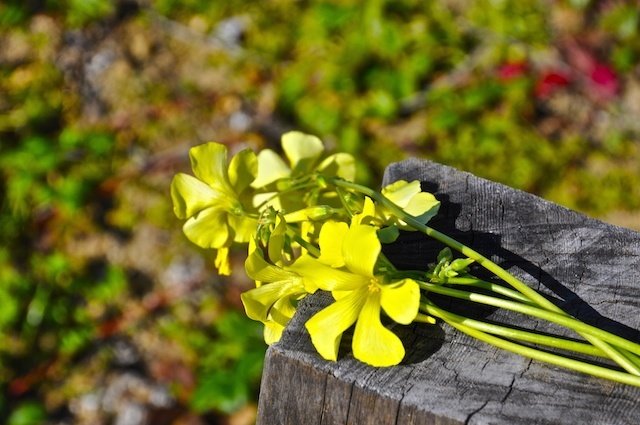 Flowers on Fencepost