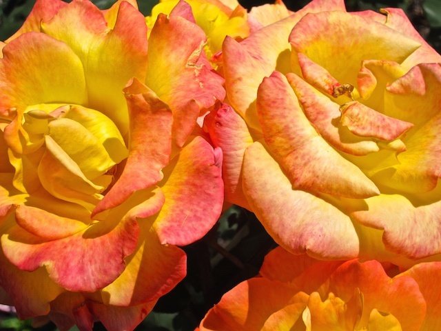 Orange roses