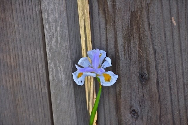 Purple Iris