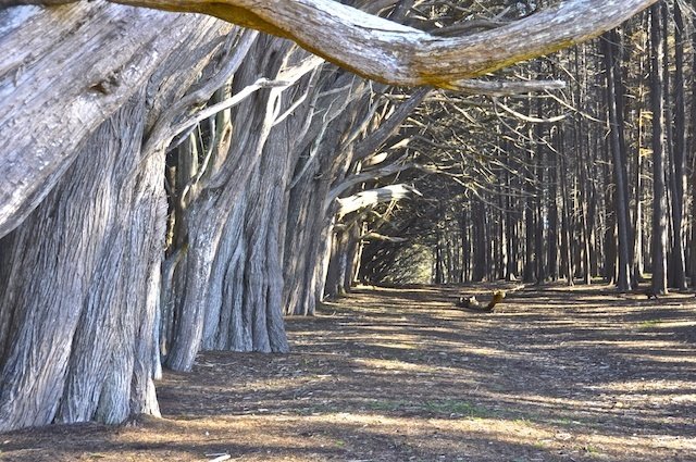 Tree Portal