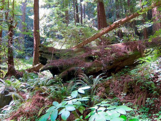 redwood forest